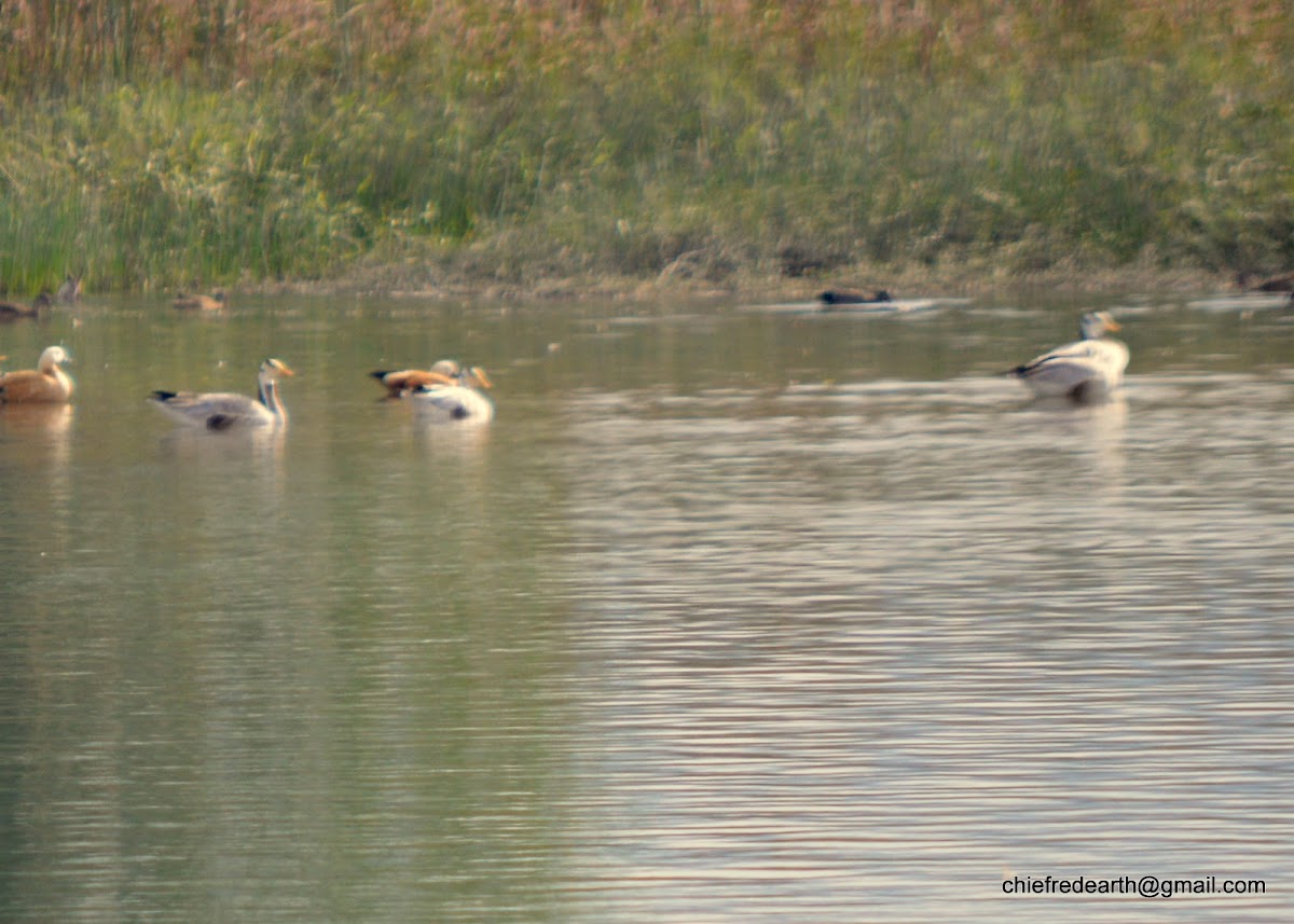 bar-headed goose