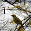 White-plumed Honeyeater