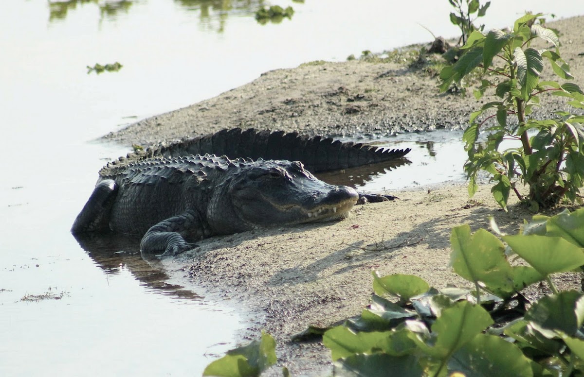 American Alligator