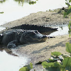 American Alligator