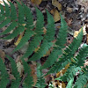 Ferns