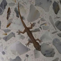 Gecko