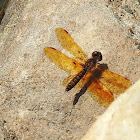 Eastern Amberwing