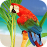 Parrots From Rio Wallpaper icon