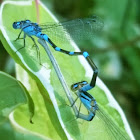 Subarctic bluet