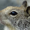 california ground squirrel