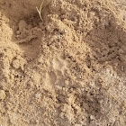 Look close (animal footprints)