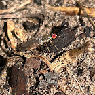 Compost Fly