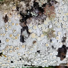 Pacific rim lichen