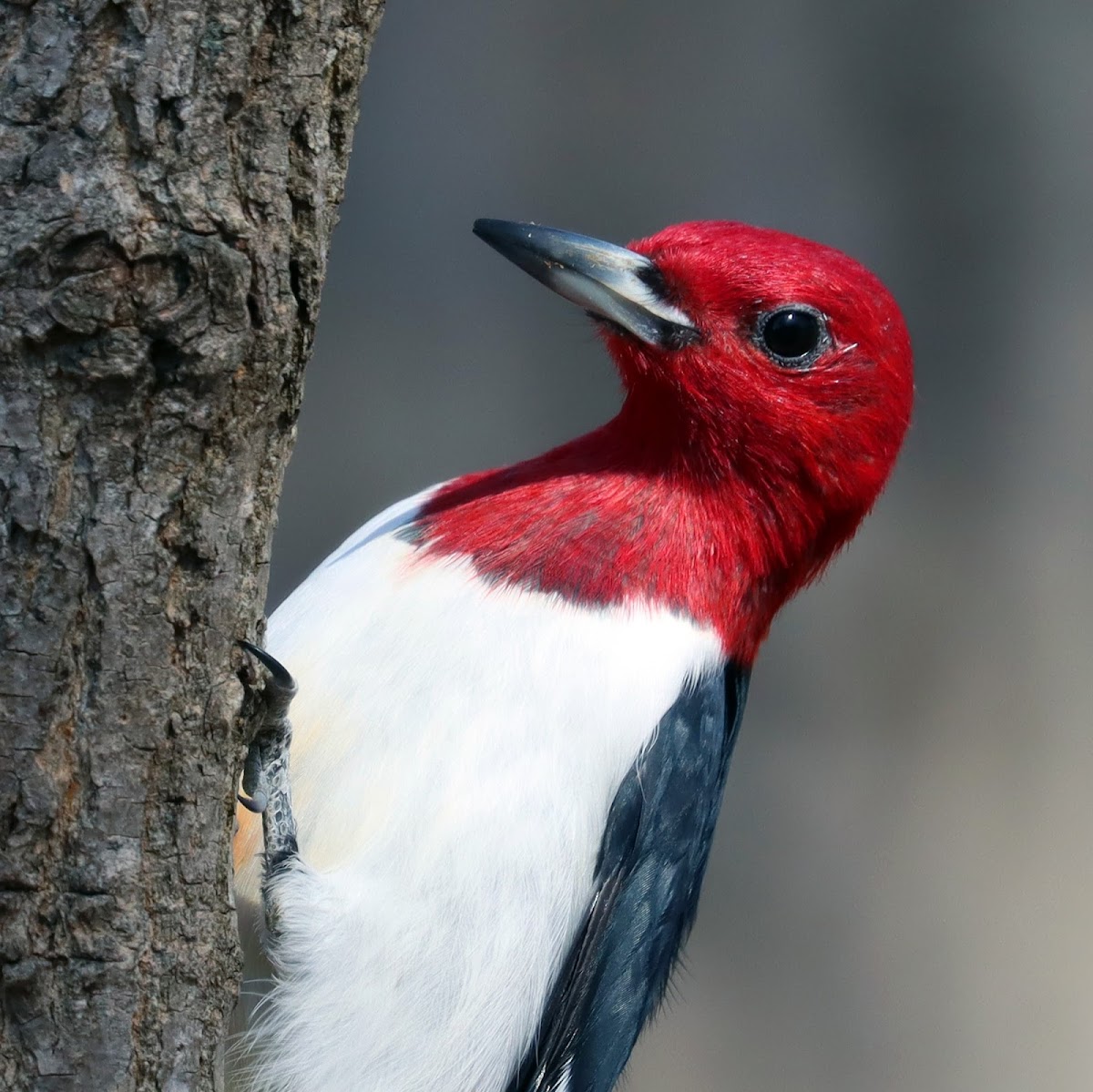 Red-headed Woodpecker