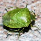 Green Shield Bug