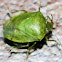 Green Shield Bug