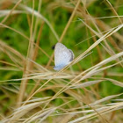 blue butterfly