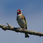 Goldfinch