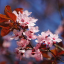 Pink flowers bloom