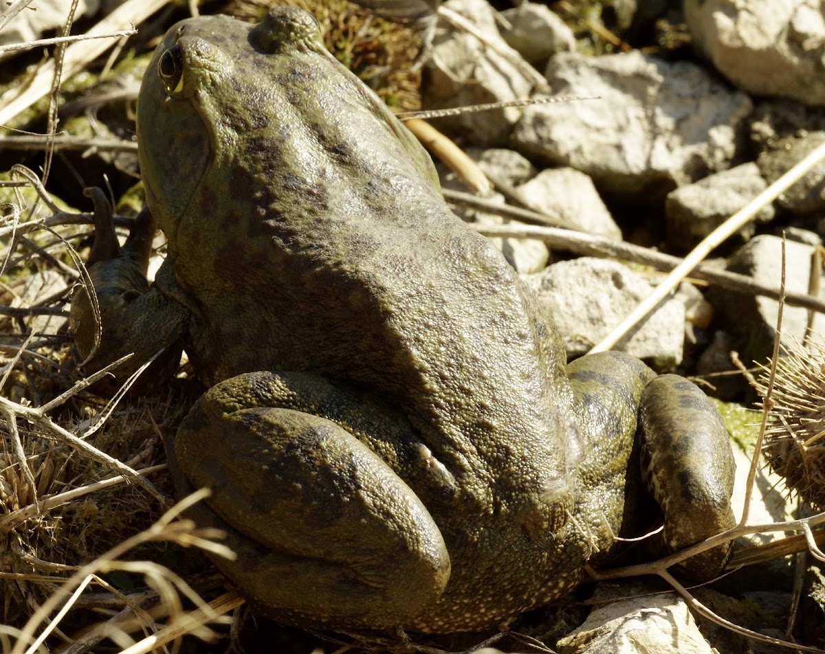 Bullfrog