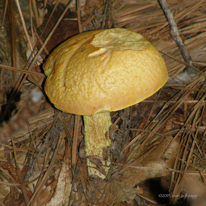 Shaggy-stalked Bolete