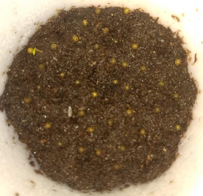 Hatching Killifish EGGS