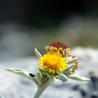 Inula