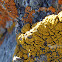 Gold Cobblestone Lichen