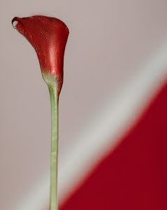 Fotografo di matrimoni Darya Kalachik (dashakalachik). Foto del 19 giugno 2023