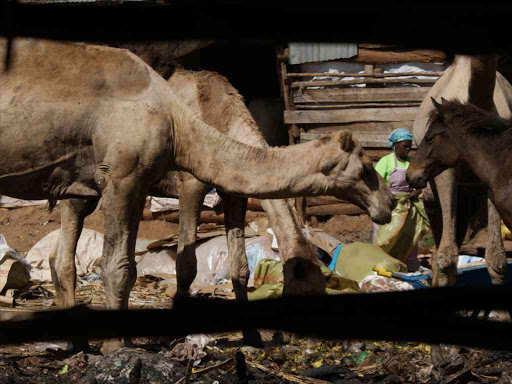 A camel herd digs into the morning helpings of fruit and vegetable waste thrown away by traders at Githurai market on the fringes of Nairobi. /REUTERS