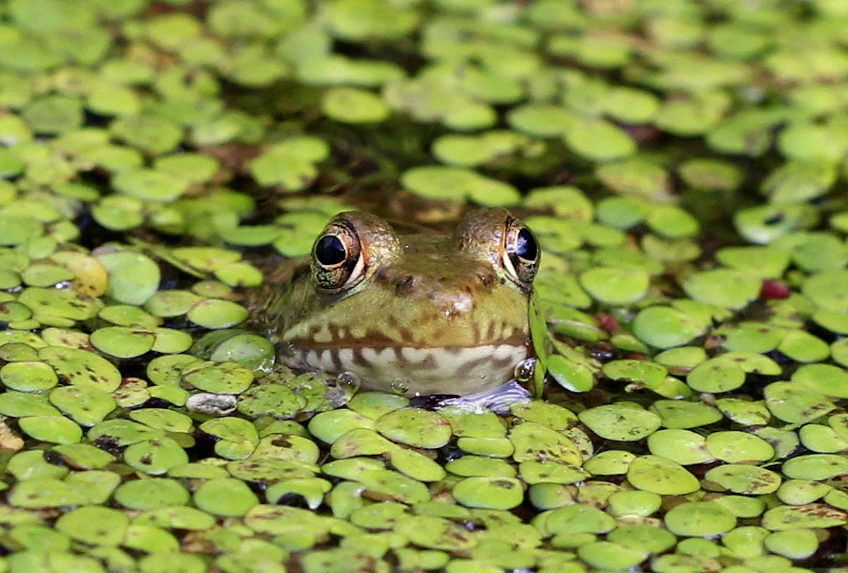 Green Frogs