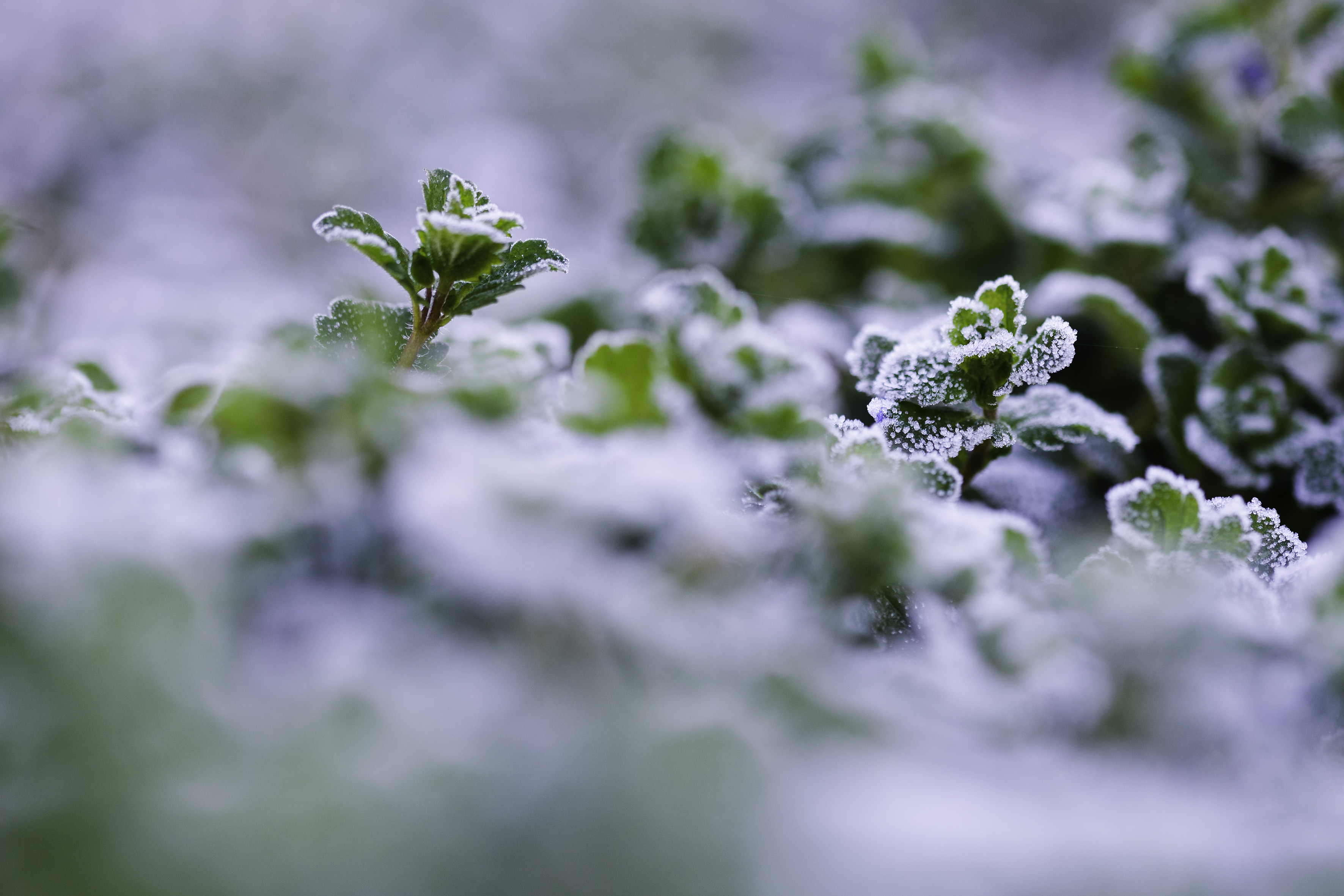 In natura la vita vince sempre di fantamanu