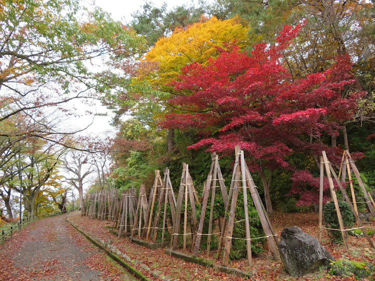 の投稿画像4枚目