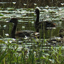 Wandering whistling duck