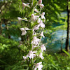 Fragrant Orchid White