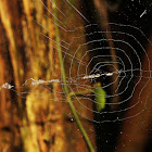 Trashline Orbweaver