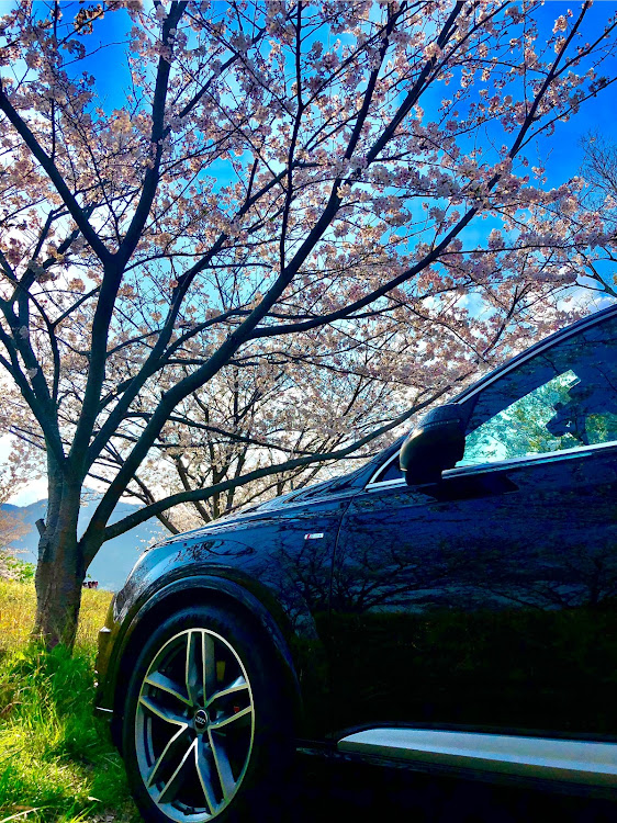 Q7の桜とコラボ・サクラと愛車・4月もよろしくお願い致します🌸に関するカスタム事例の投稿画像3枚目