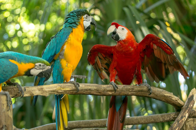 Macaws chattering in Old Cartagena, Colombia. 