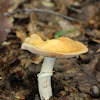 Gypsy Mushroom