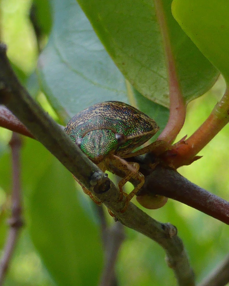 Shield-backed Bug