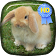 Cute Rabbit Jump Live Wallpape icon