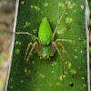 Lesser Green Lynx Spider