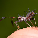 Helmeted Squash Bug Nymph