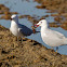 Audouin's Gull