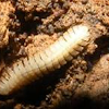 Millipede