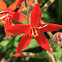 Royal Catchfly