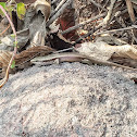 many-keeled grass skink