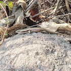 many-keeled grass skink