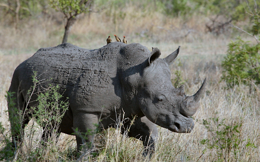 Rhinoceros in the Wild