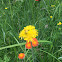 Hawkweed