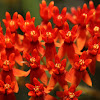 Butterfly milkweed