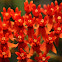 Butterfly milkweed