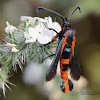 Buckwheat Root Borer Clearwing Moth