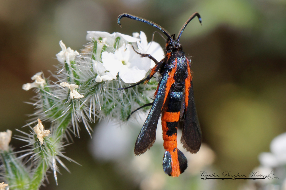 Buckwheat Root Borer Clearwing Moth